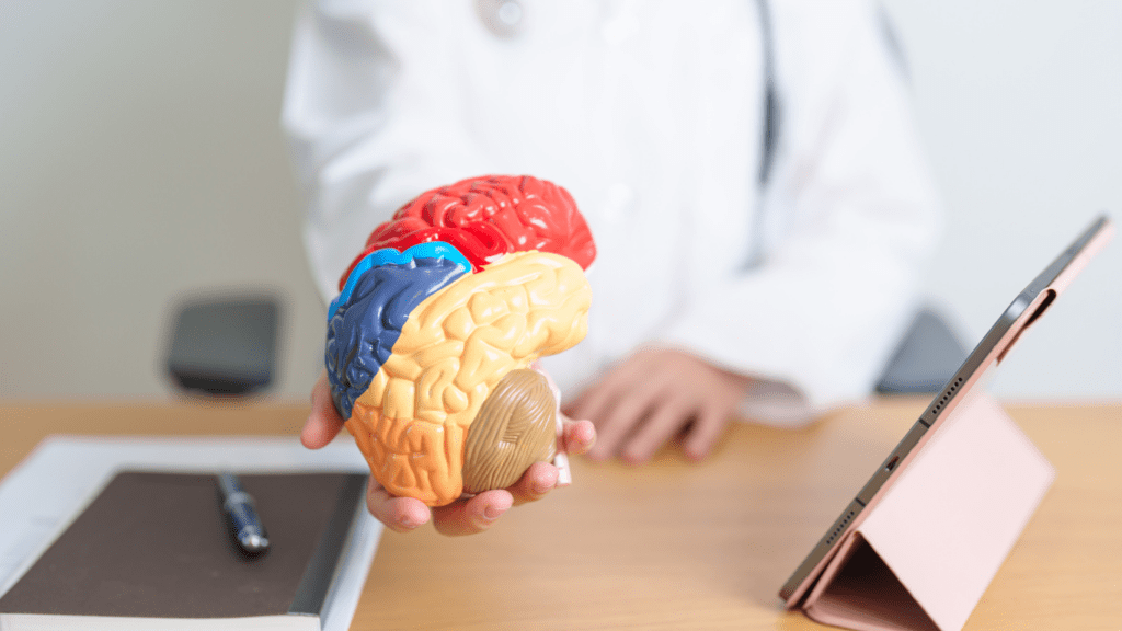 a doctor is holding up a model of a brain