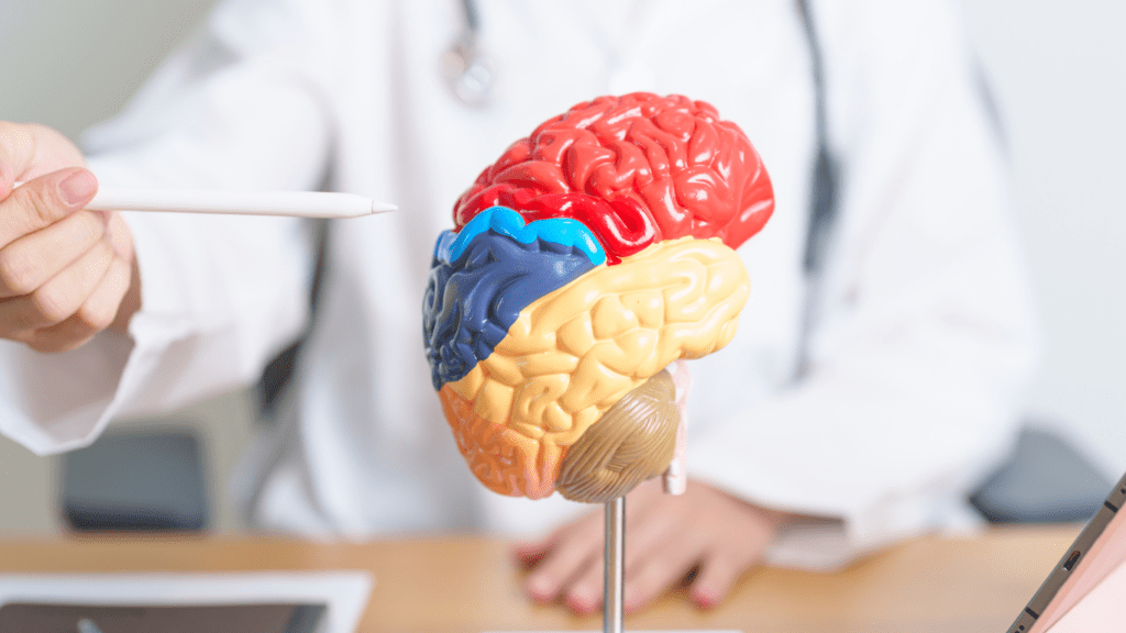 a doctor is holding up a model of a brain