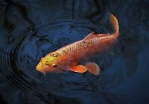 explain why it is not possible to change hereditary conditions