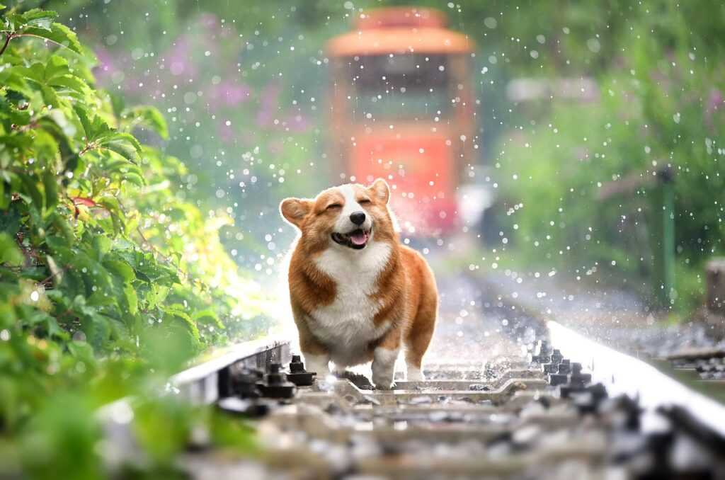 lostxrawler